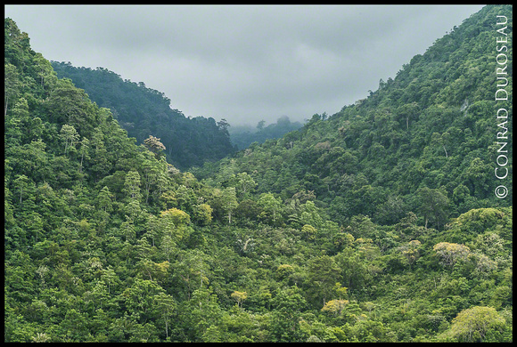 Aceh Forest