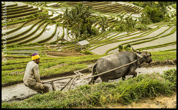 Bali - Rice Farmer